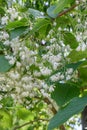 Epaulette tree Pterostyrax hispidus, tree with pending white flowers