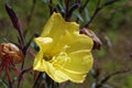 Fragrant Evening-primrose