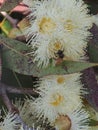 Fragrant Exotic Eucalyptus Globulus Blooms. Royalty Free Stock Photo