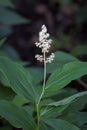 Fragrant Feathery Flowers of a False Solomon Seal Royalty Free Stock Photo