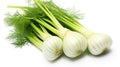 Fragrant Fennel: A Delicate Herb in Focus