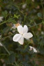 White flower of Jasminum grandiflorum shrub