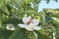 Magnolia wiensneri in bloom Royalty Free Stock Photo