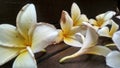 Fragrant frangipani flowers begin to wither Royalty Free Stock Photo