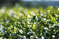 Fragrant fresh green juicy leaves of tea growing on the mountain