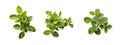 A fragrant green Oregano bunch created by Generative AI Royalty Free Stock Photo