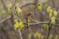 Fragrant winter hazel Corylopsis sinensis flowers on a shrub