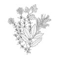 Fragrant herbs. Bouquet Garni: bay, thyme, parsley, rosemary . Vector monochrome illustration on white. Perfect for menu