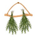 Fragrant herbs. Bunches of rosemary hanging from a rope. Hand drawn illustration. Royalty Free Stock Photo