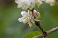 Fragrant honeysuckle Lonicera fragrantissima, white flower in close-up