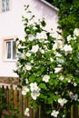 Fragrant jasmine bloom in a country house