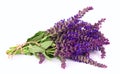 Fragrant lavender Royalty Free Stock Photo