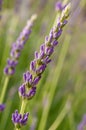 Fragrant lavender just before flowering