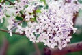 Fragrant lilac flowers bloom in April.