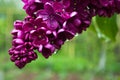 Fragrant lilac flowers bloom in spring