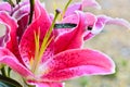 Fragrant lilies and water. Royalty Free Stock Photo