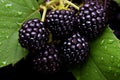 Fragrant Loganberry black berry. Generate Ai Royalty Free Stock Photo