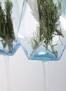 fragrant medicinal evergreen rosemary on a light background with a transparent glass and a jar of hair oil. medical plant