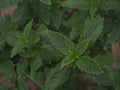 Fragrant mint grows in the garden. Royalty Free Stock Photo