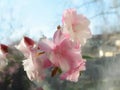 Fragrant oleander flowers are pale pink, the background is blurred. selective focus