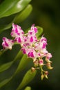 Fragrant Orchid ;Aerides Orchid Royalty Free Stock Photo