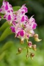 Fragrant Orchid ;Aerides Orchid Royalty Free Stock Photo