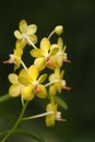 Fragrant Orchid ;Ascocenda Orchid Royalty Free Stock Photo