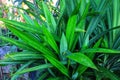 Fragrant pandan or Pandanus amaryllifolius. The leaves are an important component in the culinary traditions of Indonesia