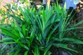 Fragrant pandan or Pandanus amaryllifolius. The leaves are an important component in the culinary traditions of Indonesia