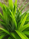 The fragrant pandan plant which is usually used for its leaves for cooking, they grow on the island of Java Royalty Free Stock Photo