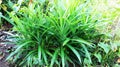 Fragrant pandan is a type of monocotyledonous plant from the Pandanaceae family