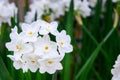 Fragrant Paperwhite Narcissus plants in full bloom, preparing for a winter holiday celebration