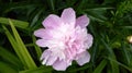 Fragrant peony with delicate pink blossoms against a dark green background . Sweet peony close-up . Bee friendly flower blossom . Royalty Free Stock Photo