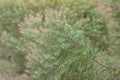 Fragrant pine, Ellwood`s Gold or Chamae Cyparis Lawoniana in the garden.