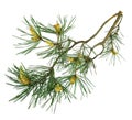 A fragrant pine tree with cones. Isolated. Christmas decor. Clos Royalty Free Stock Photo