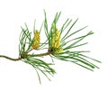 A fragrant pine tree with cones. Isolated. Christmas decor. Clos Royalty Free Stock Photo