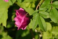 Fragrant pink dog rose flower and green leaves on blurred background Royalty Free Stock Photo