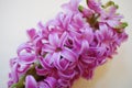 Fragrant pink hyacinth flowers Royalty Free Stock Photo