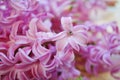 Fragrant pink hyacinth flowers Royalty Free Stock Photo