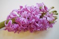 Fragrant pink hyacinth flowers Royalty Free Stock Photo