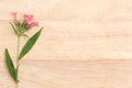 Fragrant Pink Panama Rose on brown cardboard. Flat lay spring fl Royalty Free Stock Photo