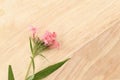 Fragrant Pink Panama Rose on brown wooden cardboard. Flat lay sp Royalty Free Stock Photo
