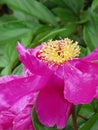 Fragrant pink Peony flowerpetals with bright yellow stamen