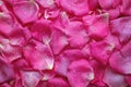 Fragrant pink rose petals with water drops Royalty Free Stock Photo