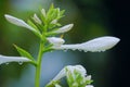 Fragrant plantain lily Royalty Free Stock Photo