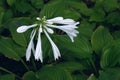 Fragrant plantain lily