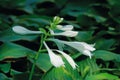 Fragrant plantain lily Royalty Free Stock Photo