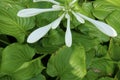 Fragrant plantain lily