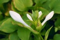 Fragrant plantain lily Royalty Free Stock Photo