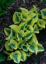 Fragrant plantain lily Royalty Free Stock Photo